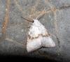Meganola albula